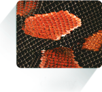 Animal prints, fur or skins