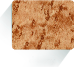 Cinnamomum Camphora